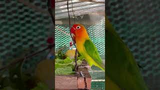 Smart lovebird Parrot  Parrot lovebirds eating vegetables🥬🌽🦜 lovebird birds birdslover [upl. by Guildroy574]