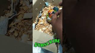 Birds transporting at vizag🦜🦜🦜trendingparrotpetsbirdsviralshortvideos [upl. by Namien]