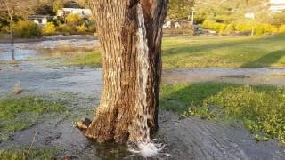 Murva Miracle Water pouring out of a tree in Montenegro [upl. by Nyladgam]