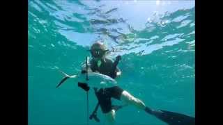 Florida Keys Spearfishing 2014 HD [upl. by Heyes]