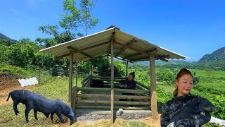 Complete pig pen  Move pigs in dangerous flash flood areas to safety  Lý Mai Farmer [upl. by Anitsrhc878]