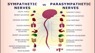 Sympathetic vs Parasympathetic Nervous System  Difference between SNS amp PSNS [upl. by Haneeja]