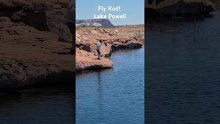 Lake Powell Fly Fishing  Giant Largemouth Bass [upl. by Lednyc293]