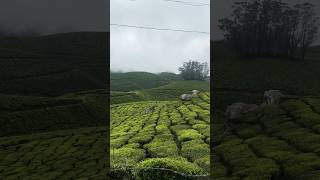 Munnar  Kerala travel keralatouristplaces nature [upl. by Yrekaz]