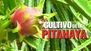 Cultivo de PITAHAYA ROJA [upl. by Tamra]