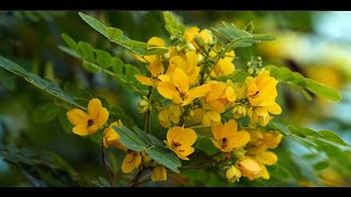 Analysis of Gallic Acid and Kaempferol in Chloroform and Ethanol Extract of Cassia hirsuta Seeds [upl. by Mckale738]