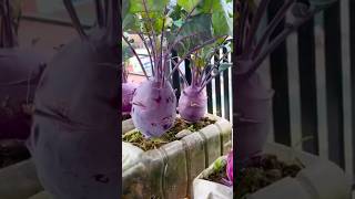 New technique for growing Purple Kohlrabi plant kohlrabi farming fruitfarming gardening shorts [upl. by Asylem]