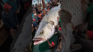 Giant Sea Monsters Fish Caught by Fishermen 🐙🎣GiantSeaCreatures FishingDiscoveries OceanMyster [upl. by Ajidahk]