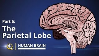 Parietal Lobe  Human Brain Series  Part 6 [upl. by Eylrahc233]