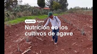 Nutrición completa para Agave┃Atotonilco el Alto  AminoLife [upl. by Josiah127]