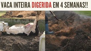 Decomposição de Grandes Animais Usando a Compostagem  Aprenda essa Técnica [upl. by Leeda]