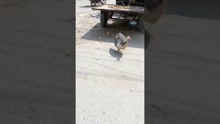 Gali kay Ghunday Part II guineafowl wild animals birds pet petslover pets budgerigar [upl. by Ecneret]