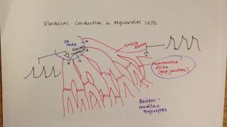 LPA 8A  Cardiovascular Regulation 1 [upl. by Htor]