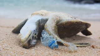 POWERFUL VIDEO Why We Need to Stop Plastic Pollution in Our Oceans FOR GOOD  Oceana [upl. by Acinoryt236]