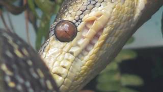 Serpiente con quotdientesquot Serpiente Macabrel Corallus hortulanus boa arborícola amazona [upl. by Eelrehpotsirhc]