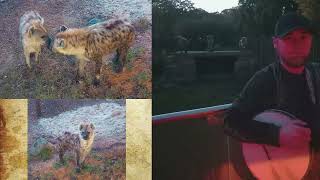 Serenading A Hyena With The Banjo  Colchester Zoo music animals animal musician banjo [upl. by Malvie]