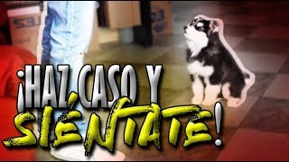 Cómo EMPEZAR a entrenar a mi perrocachorro y a sentarse  Adiestramiento Canino  MartGon [upl. by Pearman]