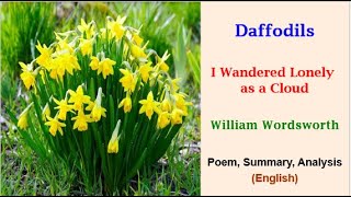 Daffodils  I Wandered Lonely as a Cloud  William Wordsworthdaffodilswordsworthsummaryanalysis [upl. by Anaujd394]