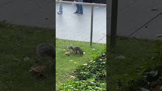 The pawnbroker squirrel Белказакладчица nyc walkingtour usa [upl. by Ludovick]