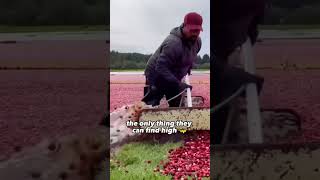 The Terrifying Reality of Cranberry Harvesting [upl. by Ammon]