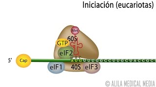 Traducción Eucariota – Síntesis de Proteínas Alila Medical Media Español [upl. by Ondrej391]