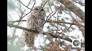 Cri de la Chouette rayéeCall of the Barred Owl [upl. by Maher]