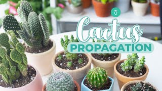 HOW TO PROPAGATE CACTUS EASY amp FAST [upl. by Akisey]