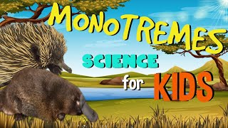 Monotremes  The only Mammals that lay Eggs  Science for Kids [upl. by Anaoj]