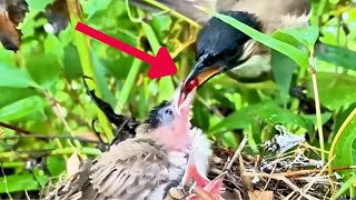 Review The Mother Birds Regurgitate Food For Their Little Chicks [upl. by Enytsuj335]