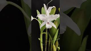 Guarianthe skinneri var Alba cattleya orchid nature [upl. by Ynnos]