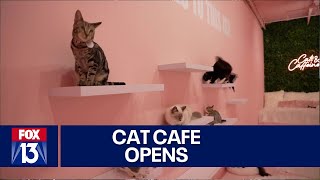 Florida cat café combines kittens and coffee [upl. by Meagan52]