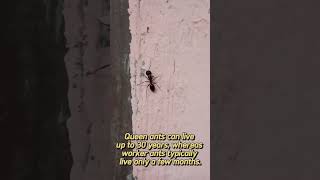 quot10 Surprising Ant Facts You Didnt Knowquot part1 facts shortsvideo animals ant [upl. by Leisam]