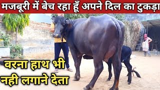 मजबूरी में देने वाली 5 भैंसे  Virender Yadav JaiSinghPura 7307615085 [upl. by Walcoff]