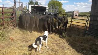 Gooseneck 20 Livestock Trailer Walkaround  ProLine Trailers [upl. by Yenor731]