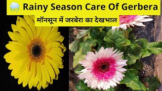 Rainy Season Care of Gerbera Flower Plant 🌧 मॉनसून में जरबेरा का देखभाल [upl. by Burt]