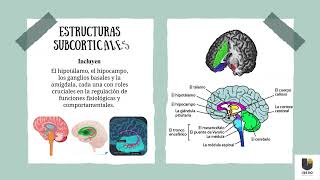 Actividad 1 Principales estructuras del sistema nervioso central [upl. by Frasier]