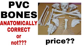 Should a 1st year MBBS student buy bone setPVC Human Bone set reviewprice anatomical correctness [upl. by Tucky859]