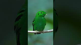 Green broadbill Calyptomena viridis [upl. by Akimal]