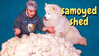 How Much Does A Samoyed Shed [upl. by Naelopan]