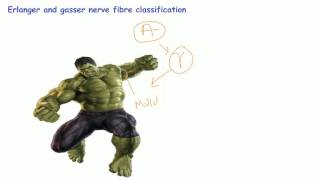 Mnemonic for nerve fibre classificationbackbenchers revolution [upl. by Ronyar507]