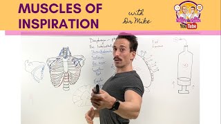 Muscles of Breathing  InspirationInhalation [upl. by Ploss]