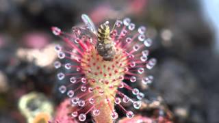 Sundew Carnivorous Plant Eating Fly 4K Timelapse [upl. by Ahsilyt]