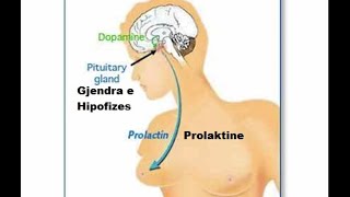 Cili nga këto hormone nuk prodhohet nga placenta gjatë barrës [upl. by Erodaeht103]