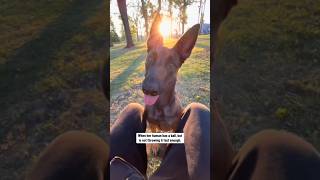 What offends your shepherd germanshepherd staffie dogtraining malinois americanbully [upl. by Winthrop107]