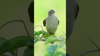 Canário do campo Emberizoides herbicola cantando shorts [upl. by Ydaj]