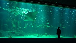 Nausicaa à Boulogne sur Mer [upl. by Nea]