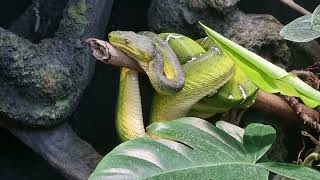 Emerald tree boa [upl. by Annod]