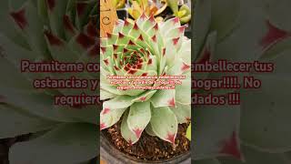 Siempre viva Sempervivum tectorum var calcareum [upl. by Ardnahs973]