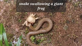 Giant frog swallowed by a Snake 🐸 🐍 678clement snakefeeding [upl. by Htidra295]