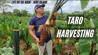 How We Harvest Taros  Niue Style  My Way  Taro Farming [upl. by Dovev]